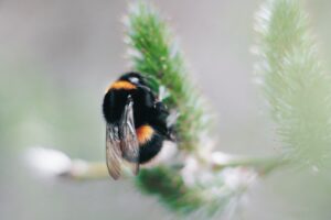 Lær om bæredygtighed af humledronningen